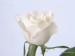 1 bílá růže.jpg